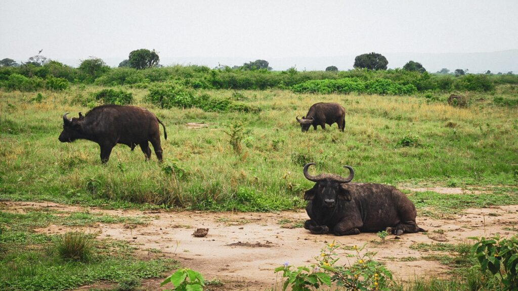 African Adventures